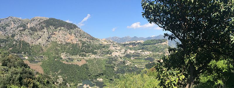 Citronodlingar längs med gröna fält och små hus längs Amalfikusten.